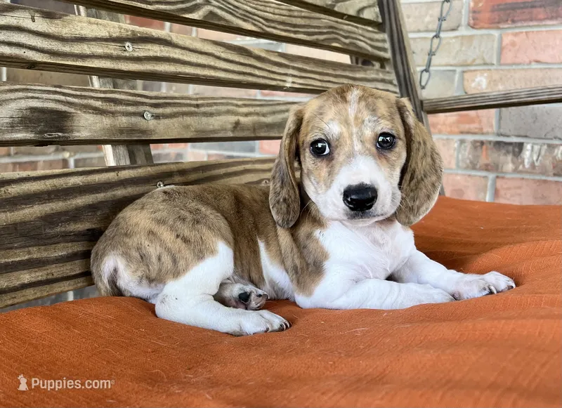 Nolan  – Miniature Dachshund puppy on hold in Honey Grove, TX