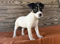 Max, a male Rat Terrier for sale in Honey Grove, TX – 5 of 8