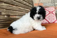 Stella, a female Poodle - Miniature  for sale in Honey Grove, TX – 3 of 8