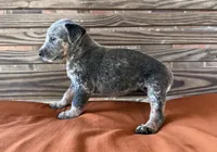 Cami, a female Australian Cattle Dog for sale in Honey Grove, TX – 4 of 10