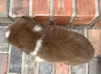 Skye, a female Miniature Australian Shepherd for sale in Honey Grove, TX – 10 of 10