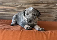 Skye, a female Australian Cattle Dog for sale in Honey Grove, TX – 3 of 10
