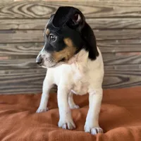 Baker, a male Rat Terrier for sale in Honey Grove, TX – 2 of 10