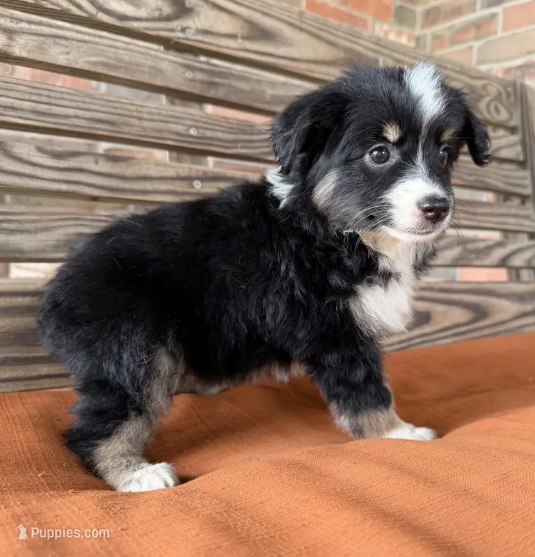 Maci – Miniature Australian Shepherd puppy for sale in Honey Grove, TX
