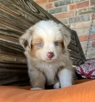 Sam, a male Miniature Australian Shepherd for sale in Honey Grove, TX – 1 of 10