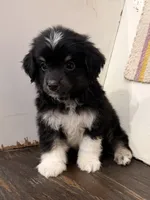 Cooper , a male Miniature Australian Shepherd for sale in Honey Grove, TX – 2 of 10
