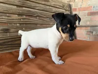 Bella, a female Rat Terrier for sale in Honey Grove, TX – 10 of 10