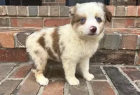 Daisy , a female Miniature Australian Shepherd for sale in Honey Grove, TX – 5 of 10