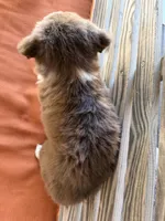 Honey , a female Miniature Australian Shepherd for sale in Honey Grove, TX – 10 of 10