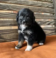 Henlie , a female Miniature Australian Shepherd for sale in Honey Grove, TX – 3 of 10