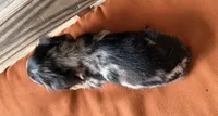 Lillie, a female Miniature Dachshund for sale in Honey Grove, TX – 8 of 8