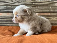 Denver , a male Miniature Australian Shepherd for sale in Honey Grove, TX – 2 of 10
