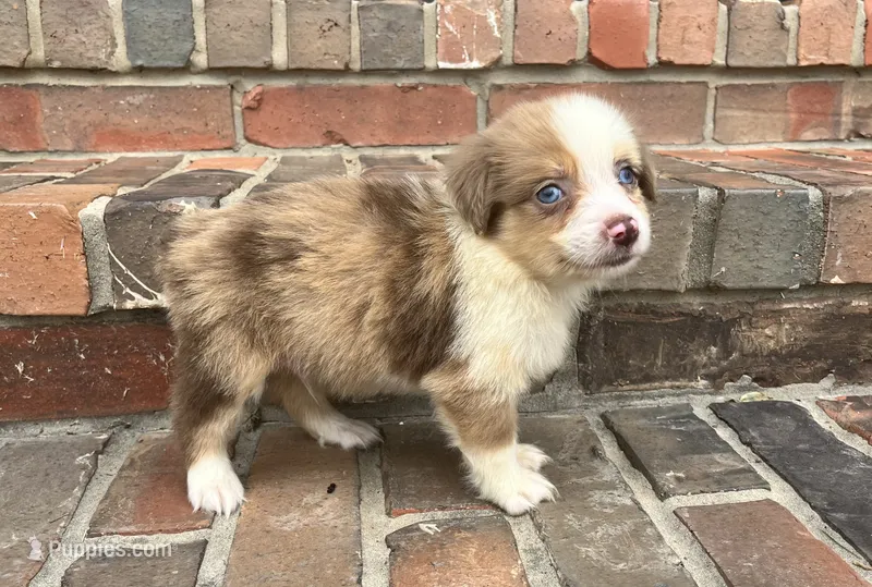 Conner – Miniature Australian Shepherd puppy for sale in Honey Grove, TX