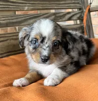 Sara, a female Miniature Australian Shepherd for sale in Honey Grove, TX – 2 of 9