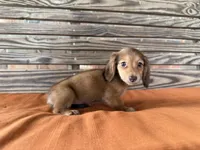 Sunny , a female Miniature Dachshund for sale in Honey Grove, TX – 7 of 10