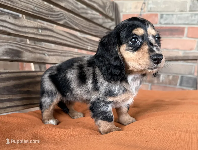 Daisy  – Miniature Dachshund puppy on hold in Honey Grove, TX