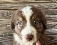 Luca, a male Miniature Australian Shepherd for sale in Honey Grove, TX – 2 of 10