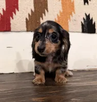 Lillie, a female Miniature Dachshund for sale in Honey Grove, TX – 7 of 8