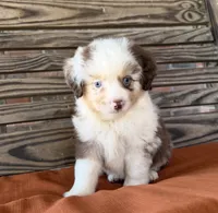 Griffin , a male Miniature Australian Shepherd for sale in Honey Grove, TX – 3 of 10