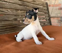 Tilly, a female Rat Terrier for sale in Honey Grove, TX – 7 of 10