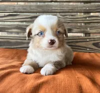 Denver , a male Miniature Australian Shepherd for sale in Honey Grove, TX – 7 of 10