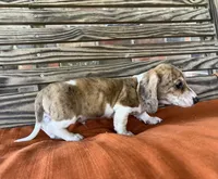 Nolan , a male Miniature Dachshund for sale in Honey Grove, TX – 8 of 10