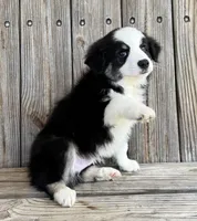 Max, a male Miniature Australian Shepherd for sale in Honey Grove, TX – Photo 5 of 8