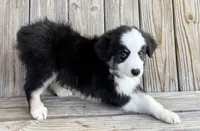 Max, a male Miniature Australian Shepherd for sale in Honey Grove, TX – Photo 2 of 8