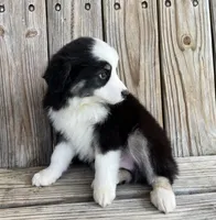 Max, a male Miniature Australian Shepherd for sale in Honey Grove, TX – Photo 7 of 8