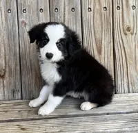 Max, a male Miniature Australian Shepherd for sale in Honey Grove, TX – Photo 8 of 8