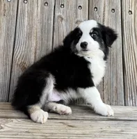 Max, a male Miniature Australian Shepherd for sale in Honey Grove, TX – Photo 4 of 8