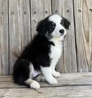 Max, a male Miniature Australian Shepherd for sale in Honey Grove, TX – Photo 6 of 8