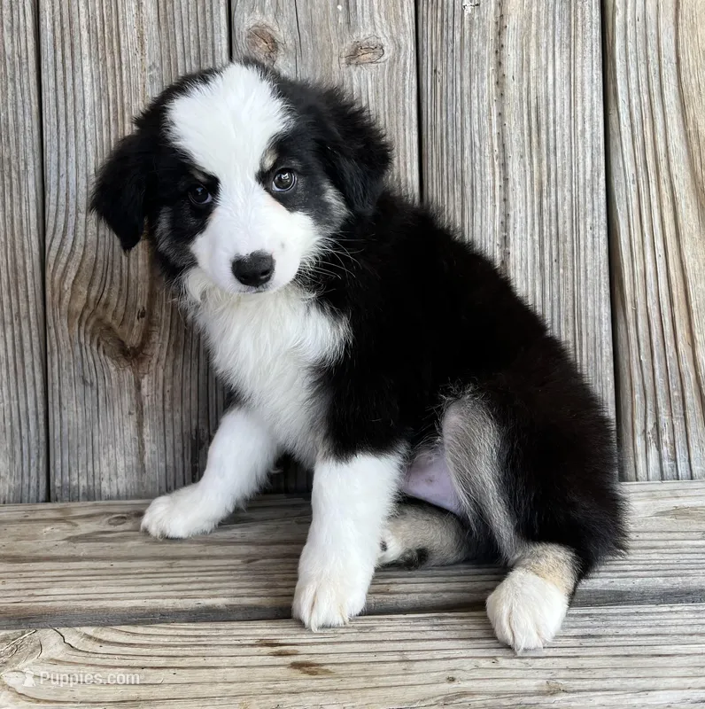Max – Miniature Australian Shepherd puppy for sale in Honey Grove, TX