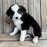 Max, a male Miniature Australian Shepherd for sale in Honey Grove, TX – Photo 1 of 8