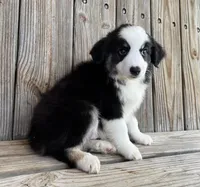 Max, a male Miniature Australian Shepherd for sale in Honey Grove, TX – Photo 3 of 8