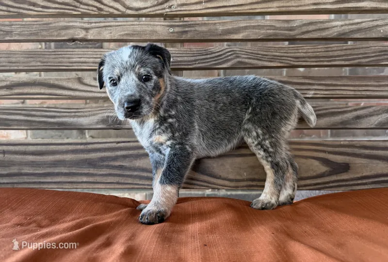 Skye – Australian Cattle Dog puppy for sale in Honey Grove, TX