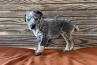 Skye, a female Australian Cattle Dog for sale in Honey Grove, TX – 1 of 10