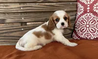 Stella, a female Cavalier King Charles Spaniel for sale in Honey Grove, TX – 7 of 8