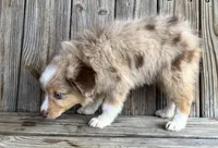 Camry , a female Miniature Australian Shepherd for sale in Honey Grove, TX – Photo 8 of 9