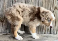 Camry , a female Miniature Australian Shepherd for sale in Honey Grove, TX – Photo 3 of 9