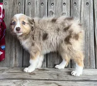 Camry , a female Miniature Australian Shepherd for sale in Honey Grove, TX – Photo 7 of 9