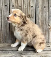 Camry , a female Miniature Australian Shepherd for sale in Honey Grove, TX – Photo 5 of 9