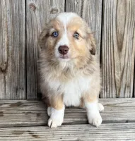 Camry , a female Miniature Australian Shepherd for sale in Honey Grove, TX – Photo 1 of 9