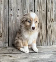 Camry , a female Miniature Australian Shepherd for sale in Honey Grove, TX – Photo 4 of 9