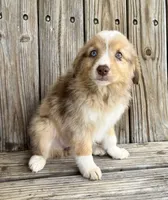 Camry , a female Miniature Australian Shepherd for sale in Honey Grove, TX – Photo 2 of 9