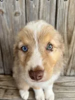 Camry , a female Miniature Australian Shepherd for sale in Honey Grove, TX – Photo 6 of 9