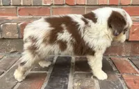 Mel, a female Miniature Australian Shepherd for sale in Honey Grove, TX – 7 of 7