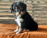 Davis , a male Miniature Australian Shepherd for sale in Honey Grove, TX – 6 of 9