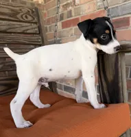 Max, a male Rat Terrier for sale in Honey Grove, TX – 7 of 8