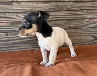 Bella, a female Rat Terrier for sale in Honey Grove, TX – 5 of 10